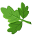 leaf icon